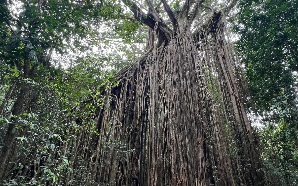 A huge strangler fig with a dense curtain of aerial roots hanging to the forest floor