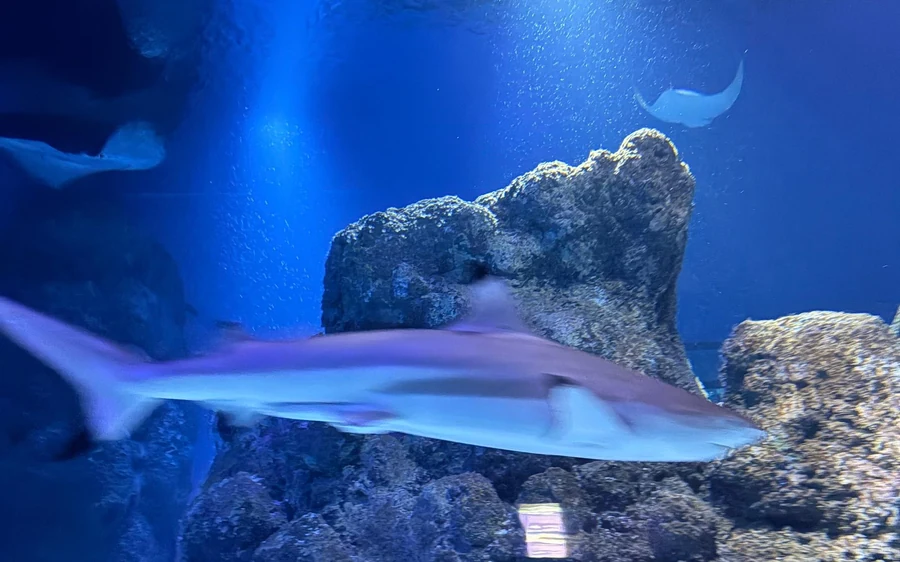 A reef shark gliding past rock in a lit aquarium tank