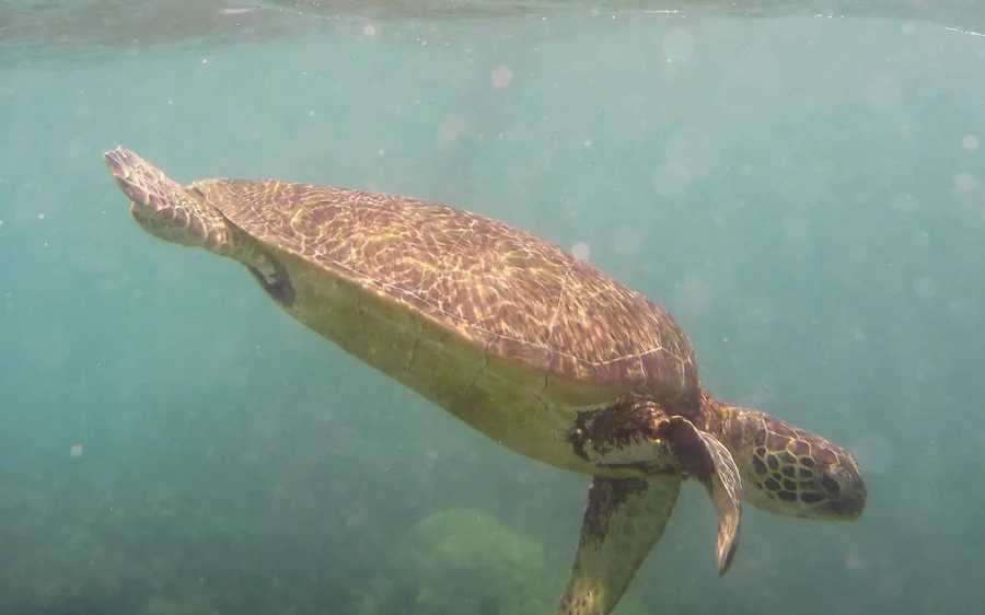 A green turtle swimming over pale sand in shallow reef water