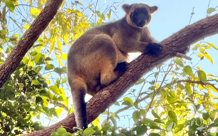 A tree kangaroo sitting on a branch in the canopy
